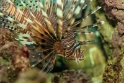 Pterois volitans (lionfish), Aquarium